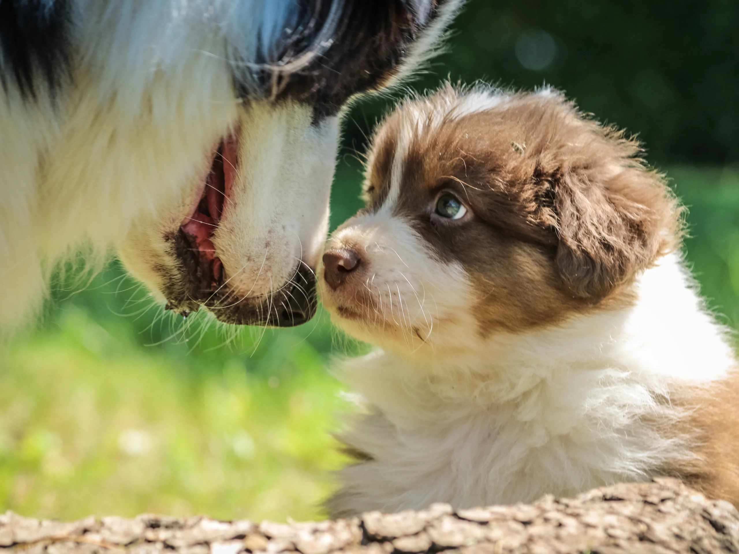 The Dig Pet Health & Lifestyle Resource by Fetch